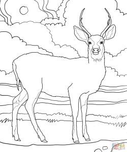 Mule Deer coloring page Free Printable Coloring Pages