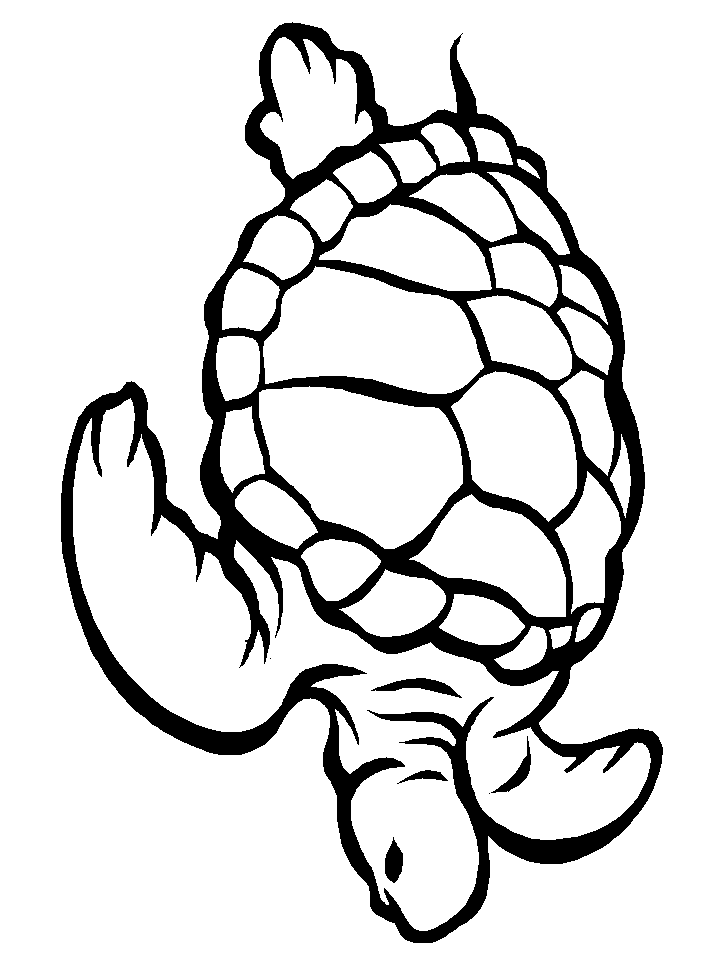 Turtle Coloring Pages Online