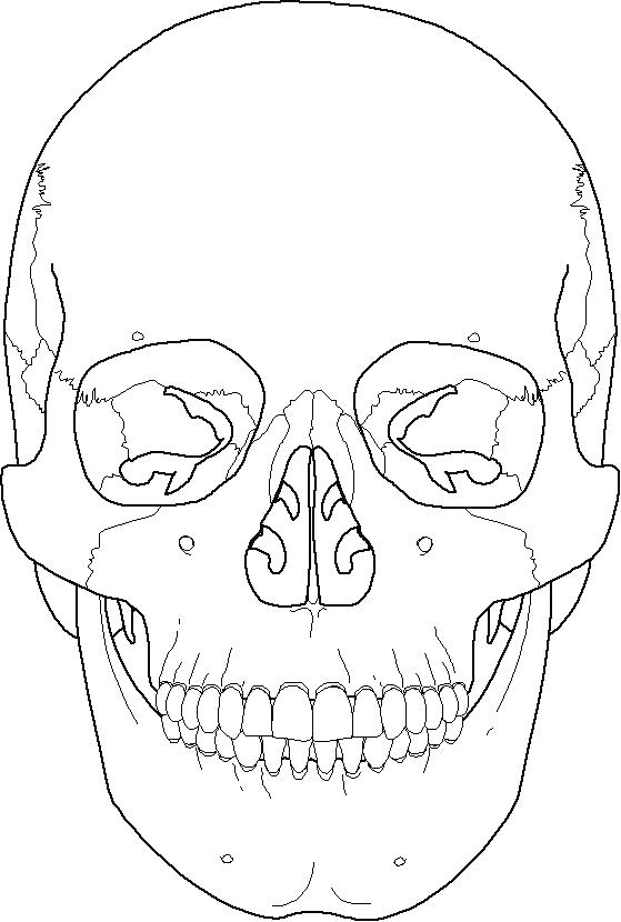 Skeleton Coloring Pages Anatomy
