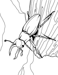 Download Stag Beetle coloring for free Designlooter 2020 👨‍🎨