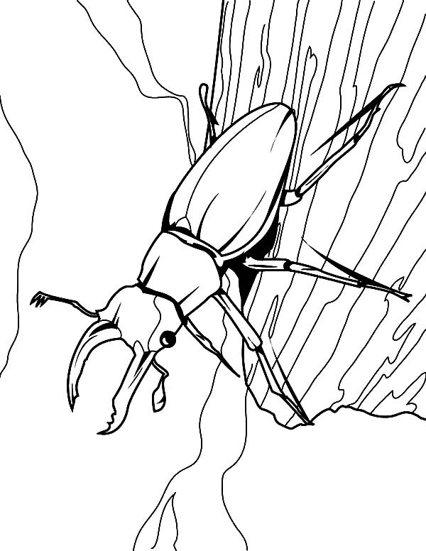 Beetle Coloring Pages