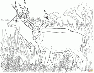 Bucks Free Coloring Pages