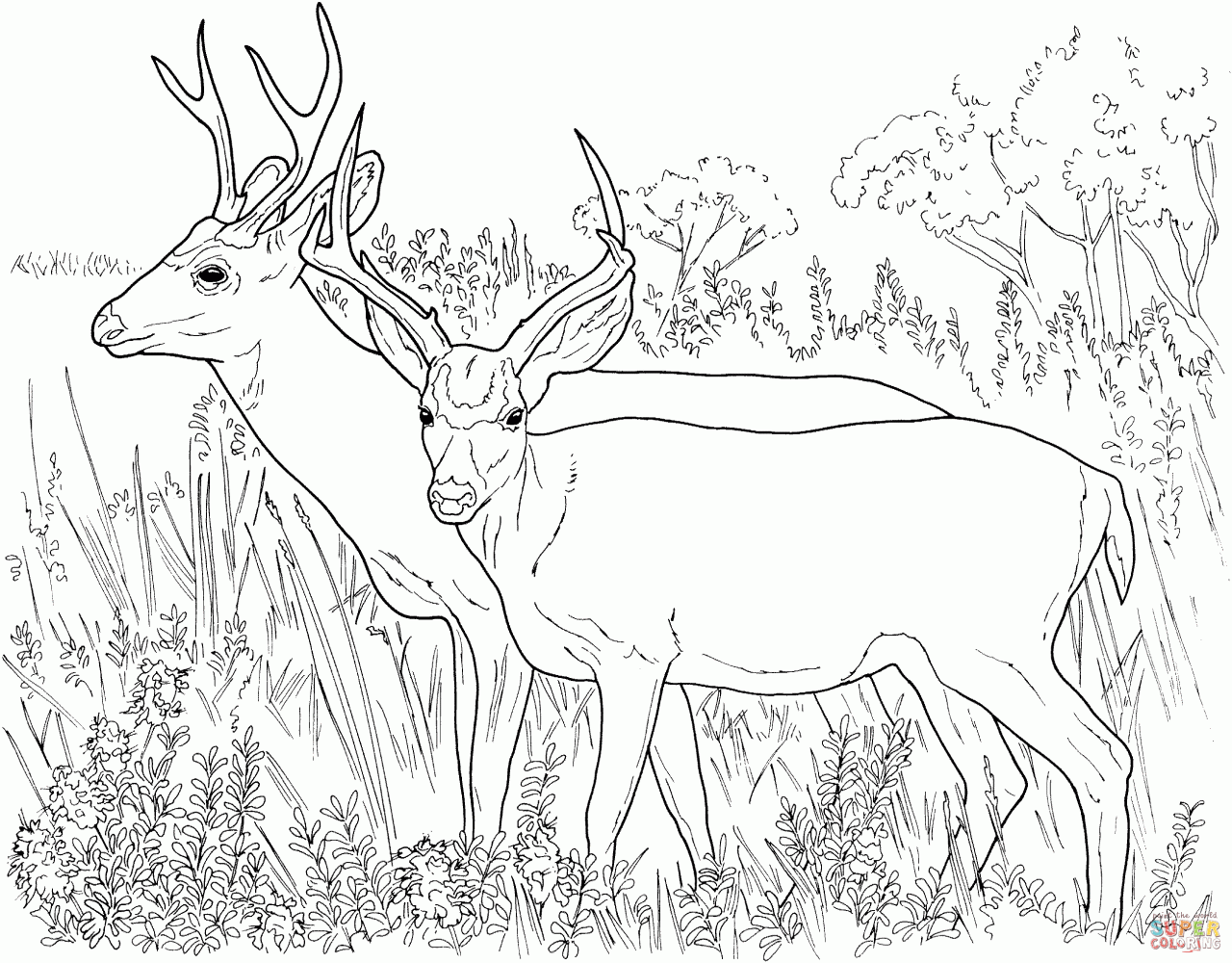Coloring Pages Of Deer Bucks