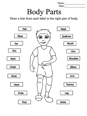 Body Parts Worksheet Kindergarten Esl