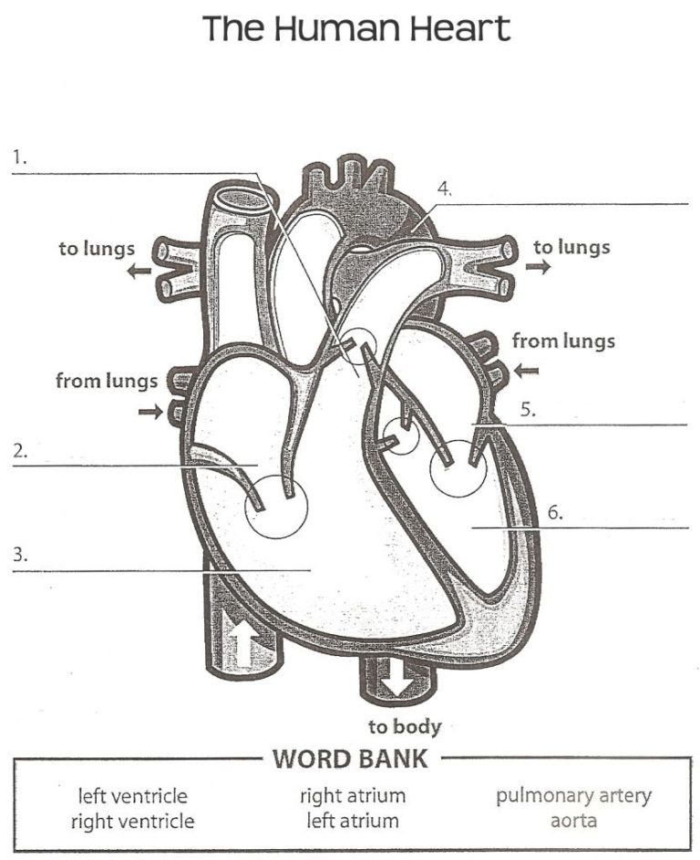 Label The Heart Worksheet Pdf