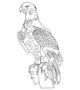 20 Cute Eagle Coloring Pages For Your Little Ones
