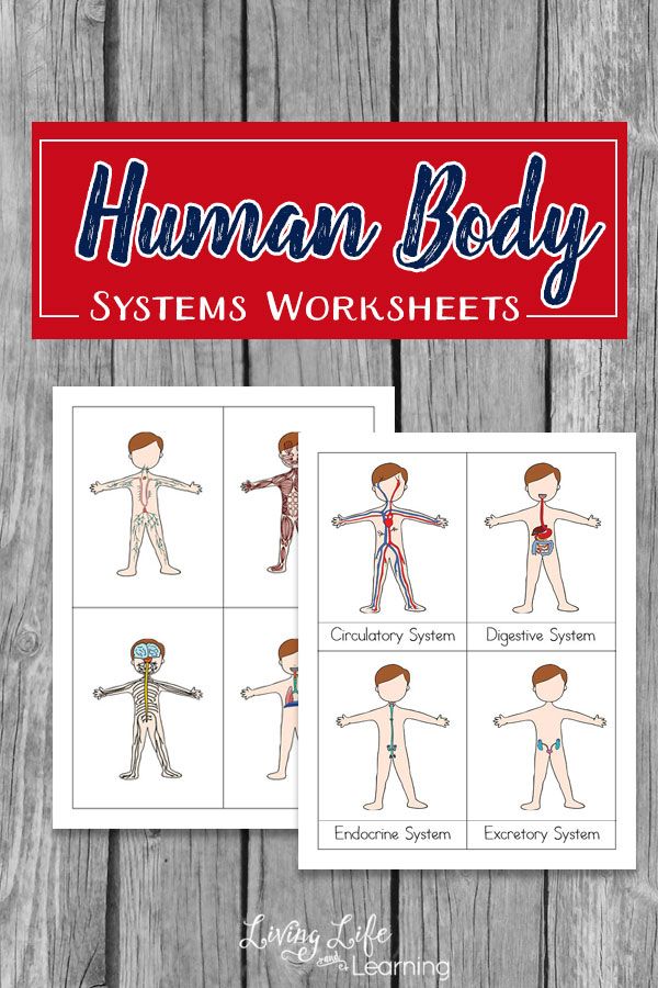 Body Systems For Kids Worksheet