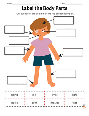 Science Worksheets For Grade 1 Body Parts Pdf