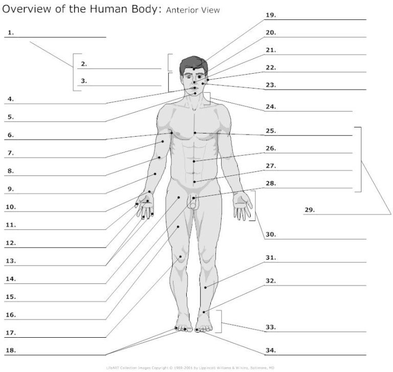 Blank Body Regions Worksheet