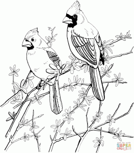 Two Red Cardinals coloring page Bird coloring