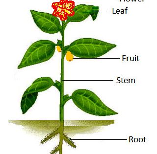 Science Worksheets For Grade 1 Parts Of Plants