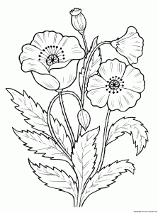 Poppy Flowers Coloring Pages Download And Print For Free Coloring Home