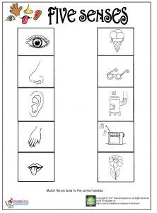 5 Senses Preschool Five Senses Worksheets