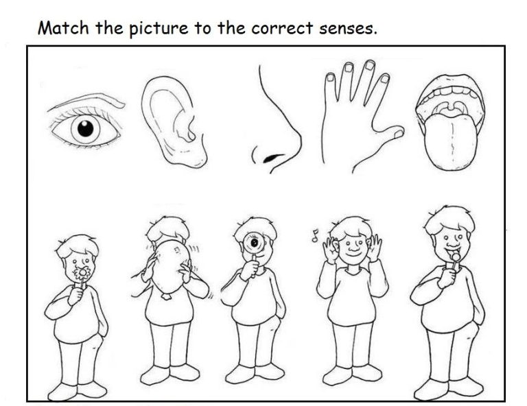 Preschool My 5 Senses Worksheet