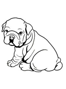 Bulldog Coloring Pages. Bulldog is a pet dog with specific appearance