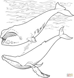 Coloring pages kids Humpback Whale Coloring Pages To Print