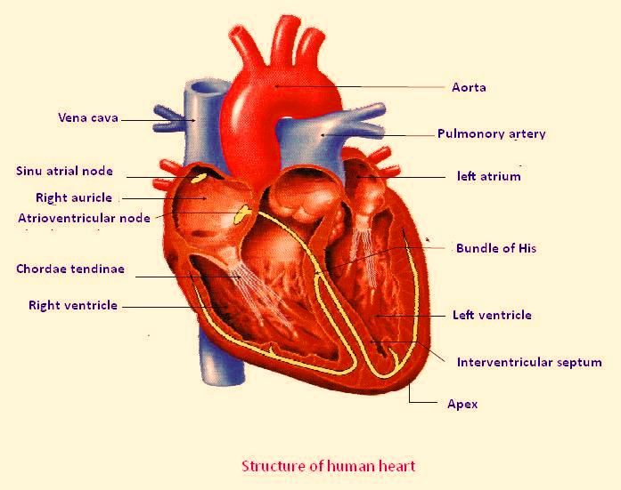 Heart Diagram Worksheet Pdf
