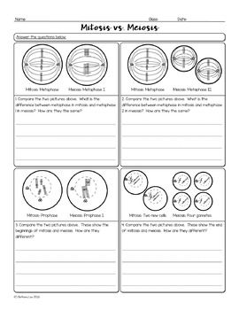 Comparing And Contrasting Mitosis And Meiosis Worksheet Answers