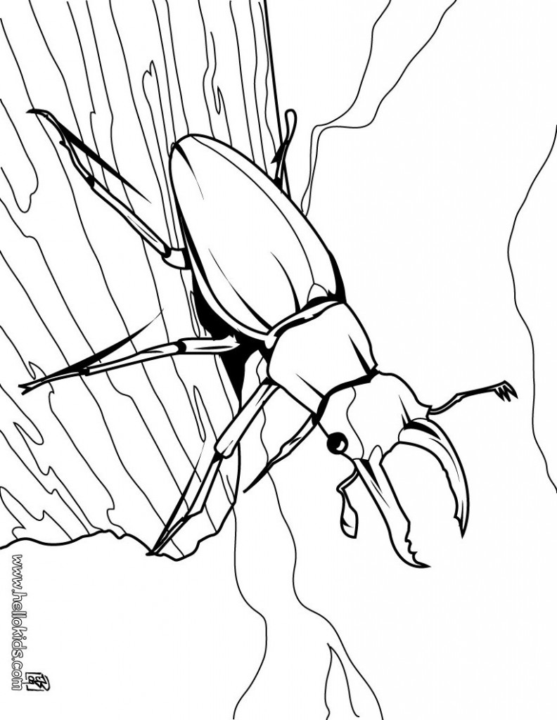 Bug Coloring Pages Photos Animal Place