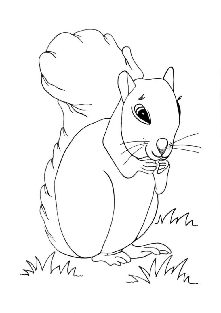 Coloring Pages Squirrel