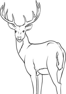 Free & Easy To Print Deer Coloring Pages Tulamama