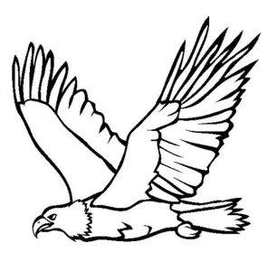Great Flying Bald Eagle Coloring Page NetArt