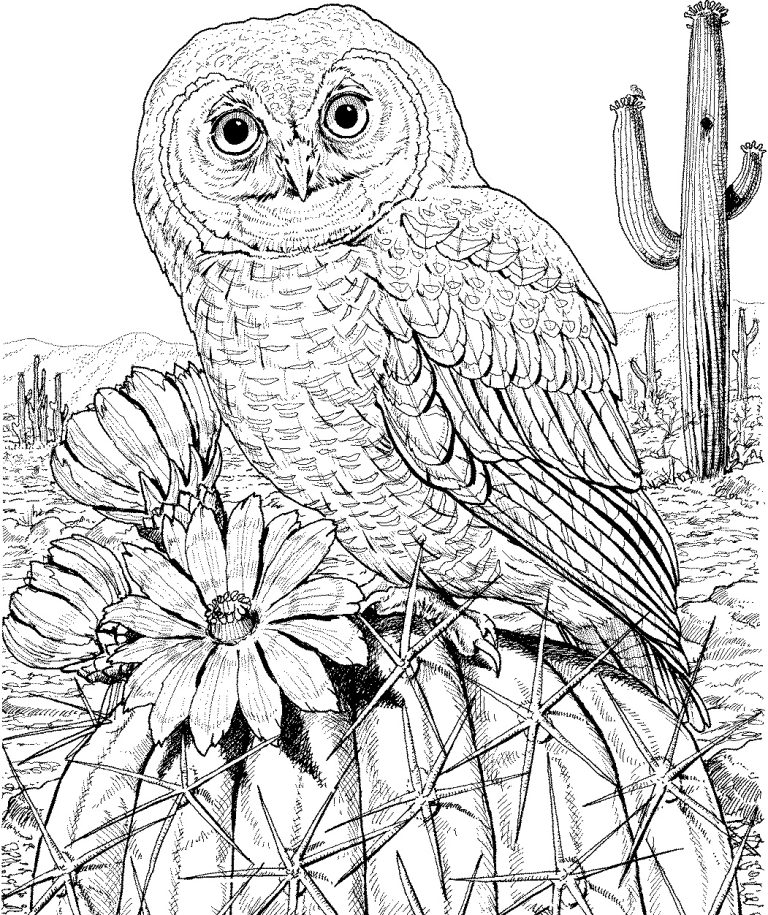 Owls Coloring Pages