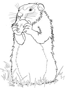 Groundhog Coloring Pages Best Coloring Pages For Kids