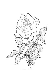 “Rose” Coloring Page