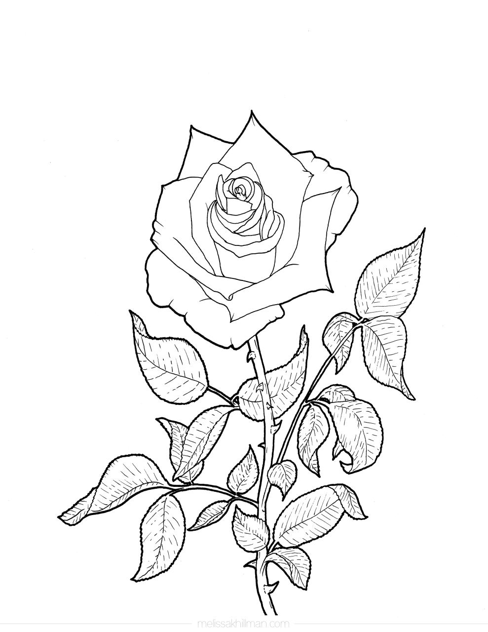 Coloring Page Rose