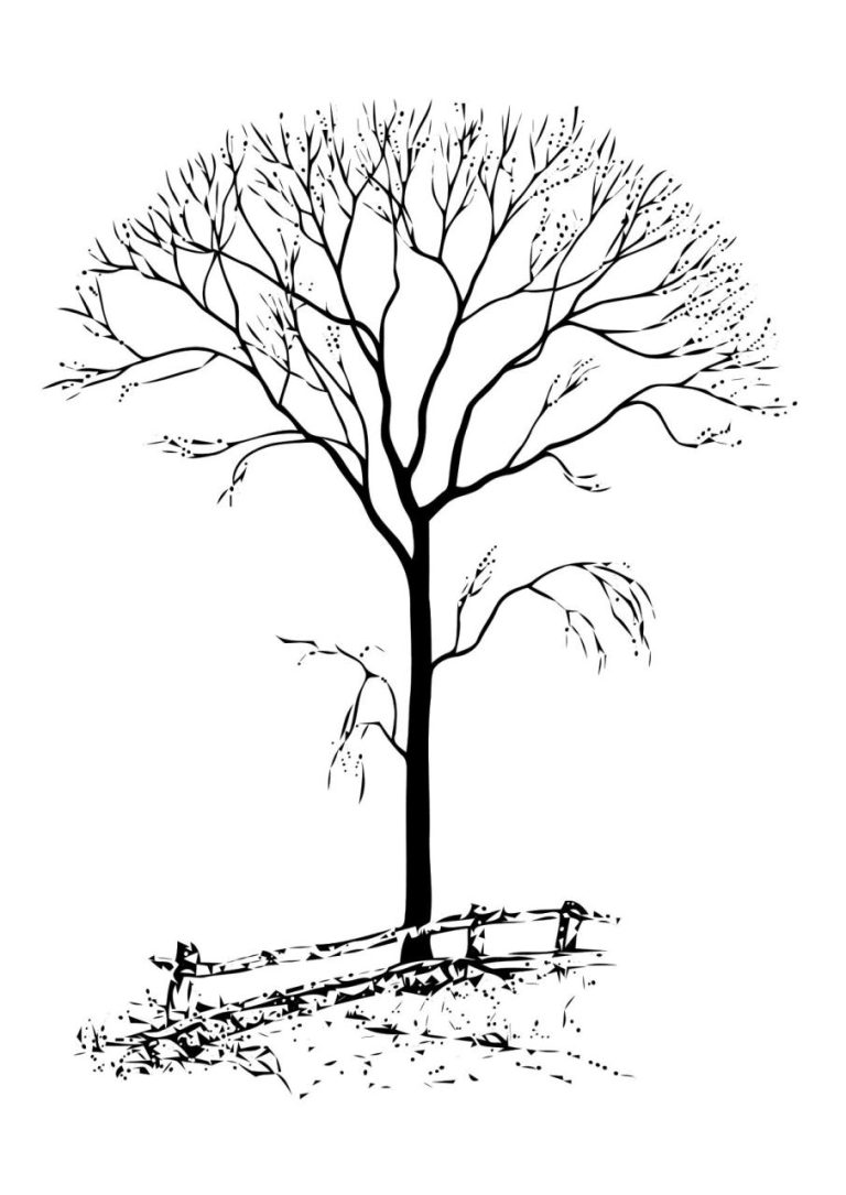 Trees Coloring Pages