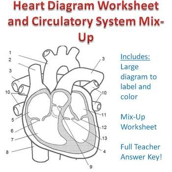 Heart Diagram Worksheet Pdf Answers