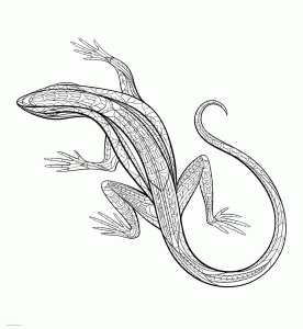 23+ beautiful pict Adult Coloring Pages Lizards 3 / Here are 18 free
