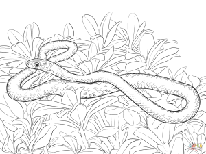 Black Racer Snake coloring page Free Printable Coloring Pages