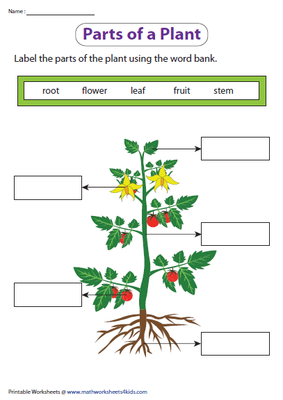 Science Worksheets For Grade 1 Plants Pdf