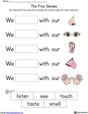 Five Senses Worksheet For Grade 1 Pdf