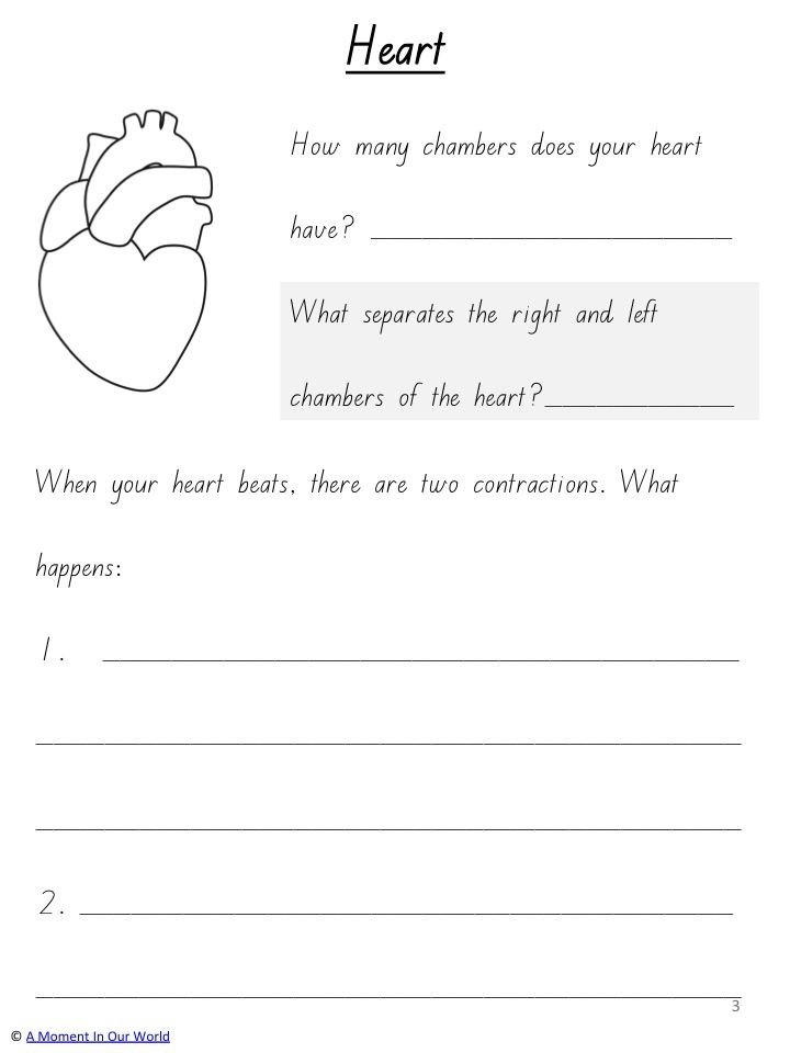 Heart Rate Worksheet For Kids