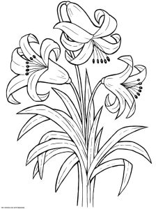 Printable Lily Flower Coloring Pages K5 Worksheets Printable flower