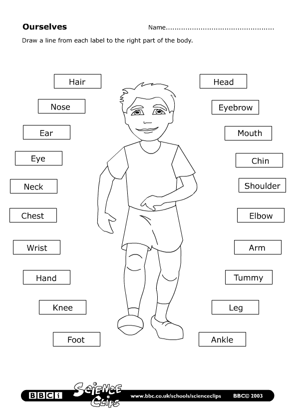 Human Body Worksheet Kids