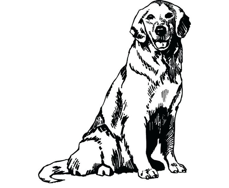 Coloring Pages Golden Retriever