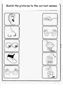 5 Senses Worksheet For Toddlers