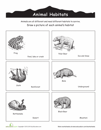 Free Printable Animal Adaptations Worksheets