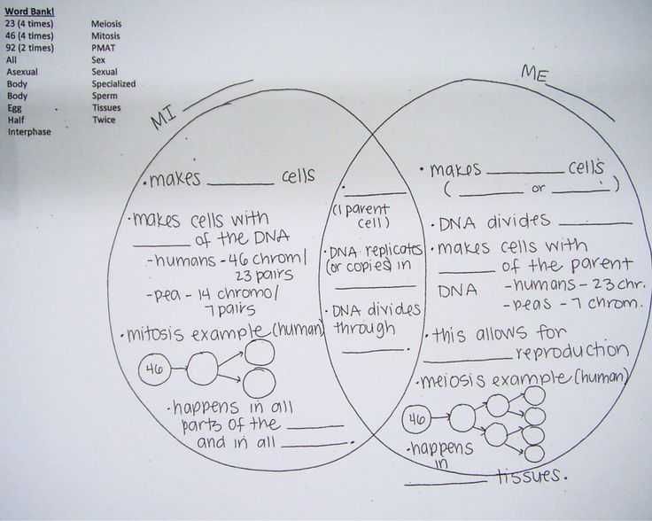 Key Comparing Mitosis And Meiosis Worksheet Answers
