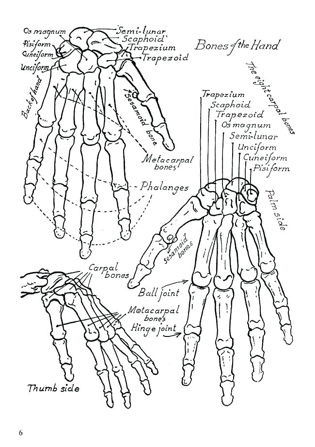 Anatomy Coloring Pages