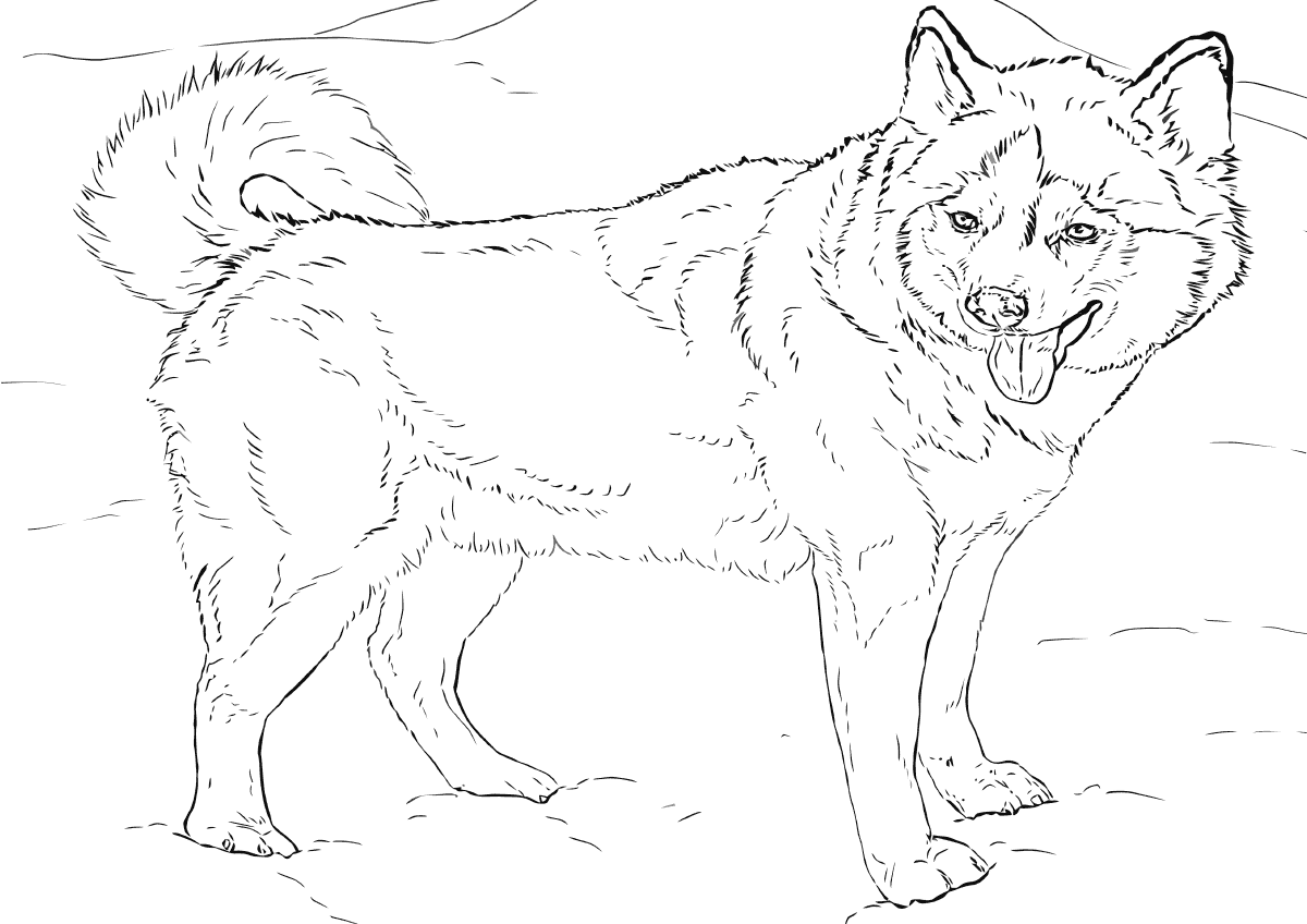 Husky coloring pages Coloring pages to download and print