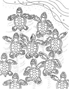 Luscious Sea Turtle Coloring Pages Leslie Website