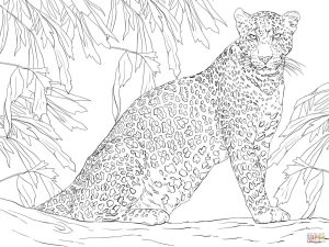 Leopard Sitting on Tree coloring page Free Printable Coloring Pages