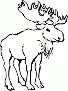 Free Moose Coloring Pages