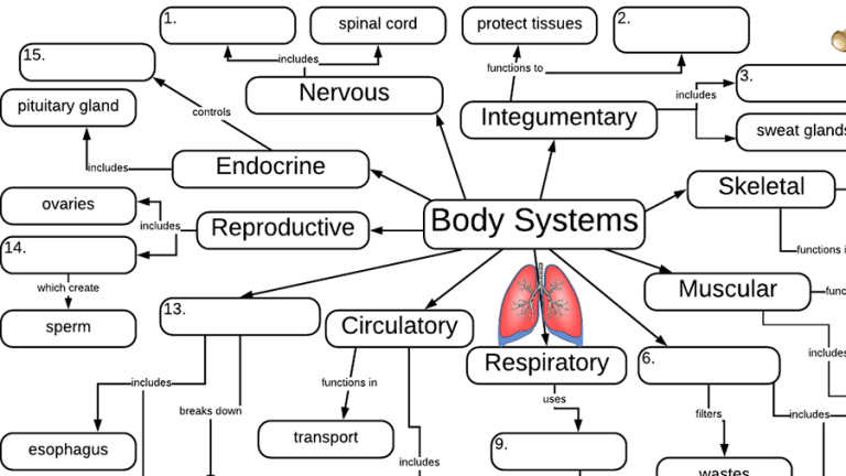 Body System Interactions Worksheet Pdf