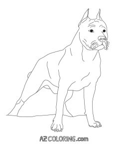 Pitbull Line Drawing at GetDrawings Free download